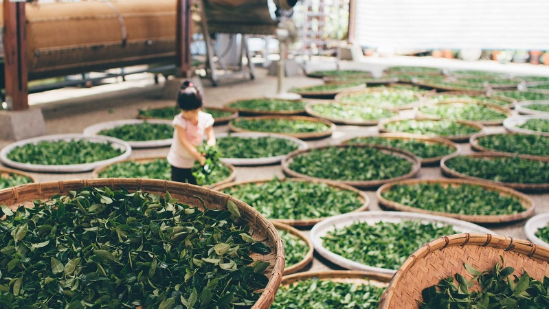 茶葉萎凋烘干機(jī)